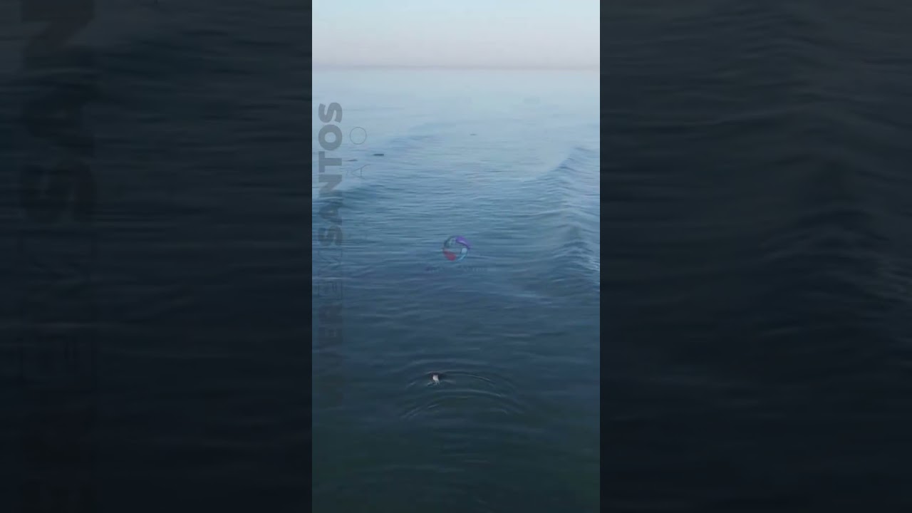 Grupo de golfinhos é avistado na orla da Vila Caiçara, em Praia Grande.