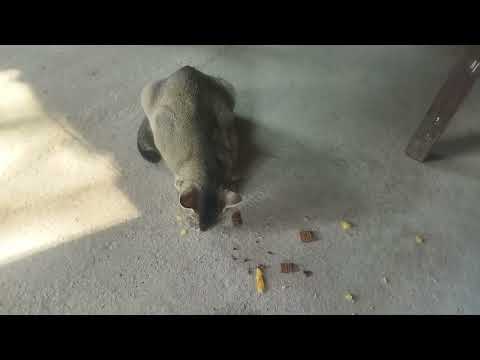 cat 😺 🐈 attitude 2024