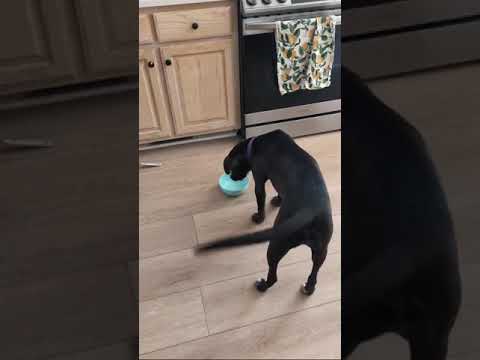 Velma - Pending Adoption, an adopted Mixed Breed in Brentwood, TN_image-1