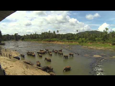 2013-09-02 - Badeplatz vom Elefantenwaisenhaus - Pinnawala, Sri Lanka 01