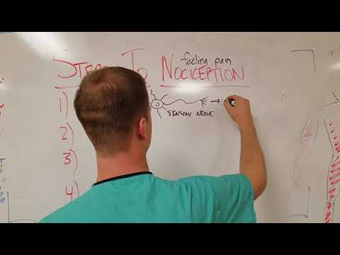How do we feel pain? Steps to Nociception