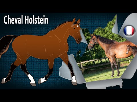 Cheval Holstein, le meilleur cheval de concours complet d'Allemagne, Races de chevaux