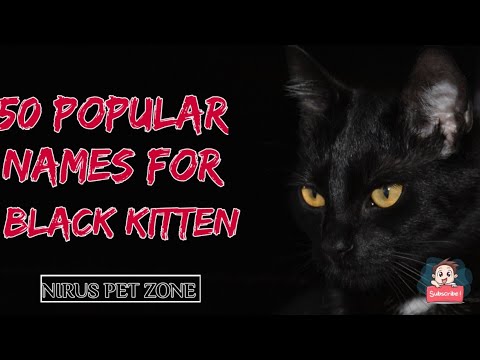50 POPULAR AND FUNNY NAMES FOR YOUR BLACK CAT | NIRU'S PET ZONE