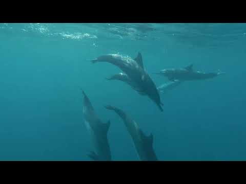 Jetski Dolphin Safari, Reethi Beach, Maldives 2018