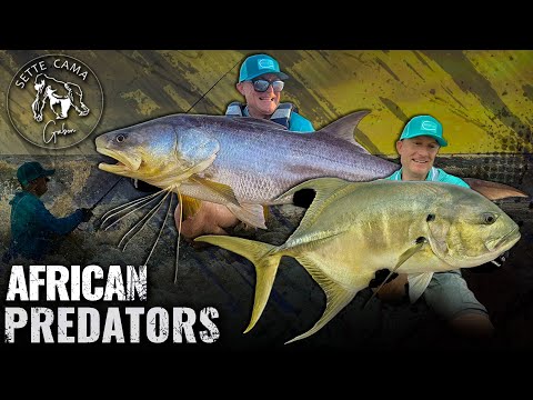 Gábor Döme - Crazy Fishing in Africa, Gabon Sette Cama Adventure