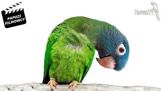 Moris the Conure - No Parrot can Bow so Low