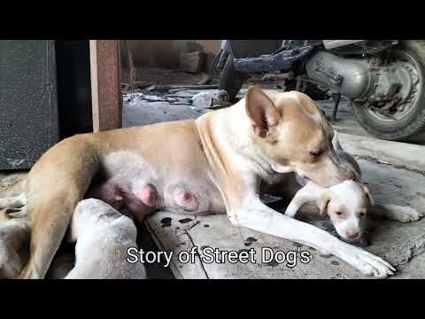 Adopted Street Dog's puppies | 1 to 30 Days #indiandog #dogadoption #doglover