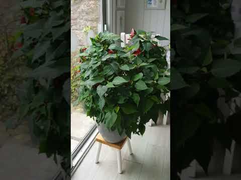 Poinsettia Care how to turn your Poinsettia red for Christmas