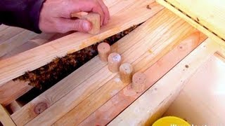 Beekeeping For Beginners Introducing Queen
