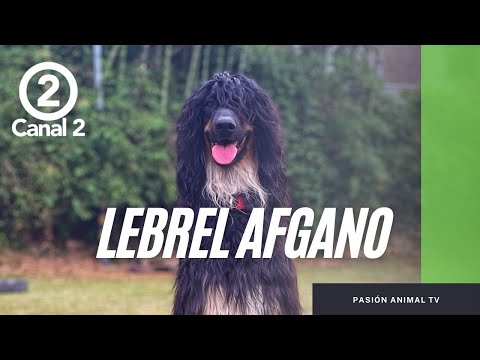 Cuidado y belleza de la raza Lebrel Afgano - Pasión Animal TV