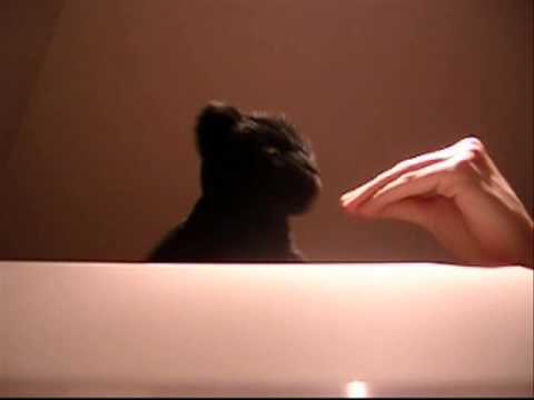 The Dancing Panther - Like Ice Conjure One