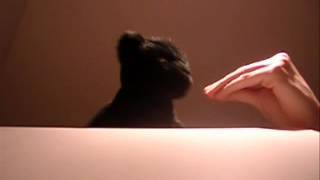 The Dancing Panther - Like Ice Conjure One