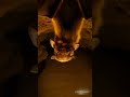 Baby Bat Cute And Scary At The Same Time