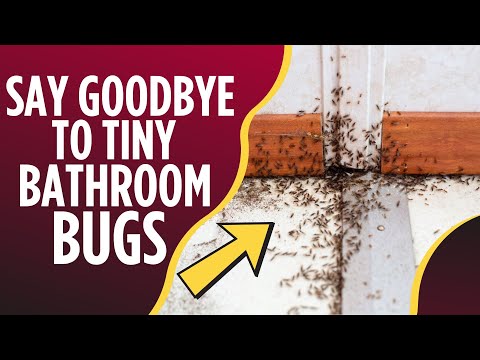 How to Get Rid of The Tiny Bugs in Bathroom?