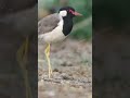 Graceful Bird Stroll A Serene Walk With Nature S Avian Wonders