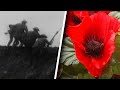 What Is Remembrance Day and Why Is the Poppy its Symbol?