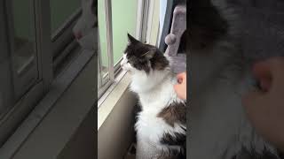 久しぶりに涼しい風を浴びる猫【ノル猫ミロシー】 #shorts