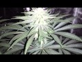 NiGHT SHoTz BLaCKWaTeR KuSH DaY 34 