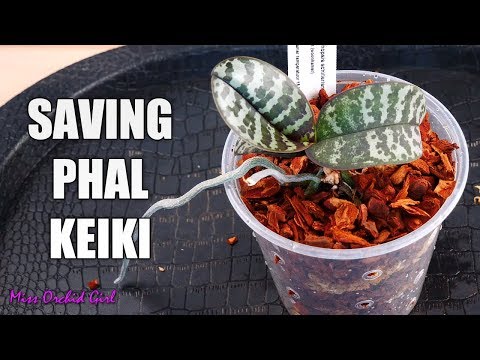 Separating sick Phalaenopsis Orchids from healthy keiki Video