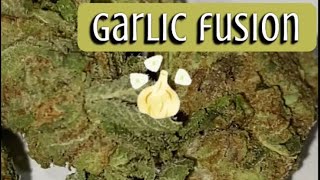 Garlic Fusion Strain Review 🧄