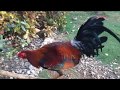 Rooster Warning Call | Consolacion, Cebu, Philippines