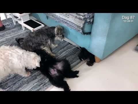 Dag 87