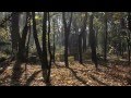 Buzunarele toamnei - Walter Ghicolescu 