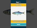 herring (noun) - definition and usage in English