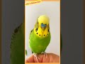 Budgie Sound to make them happy!!!