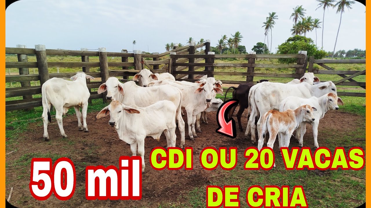 50 MIl APLICAR NO CDI OU EM 20 VACAS COM BEZERRO?