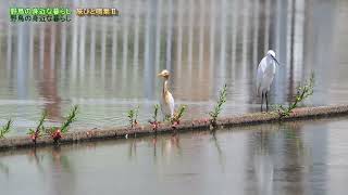 アマサギとコサギ Cattle Egret & Little Egret