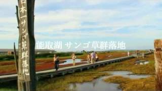 preview picture of video '能取湖 サンゴ草群落'