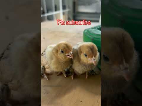 Hene child 🐤 #shortvideo #shortsfeed #viralvideo #youtube #shorts #india #bangladesh #animals