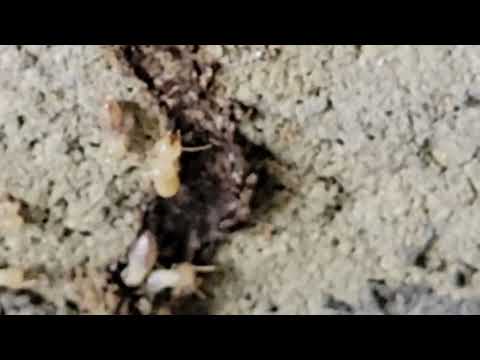Subterranean Termites Feasting On the Garage in Lanoka Harbor, NJ
