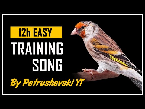 Goldfinch mule 12h The Best Singing