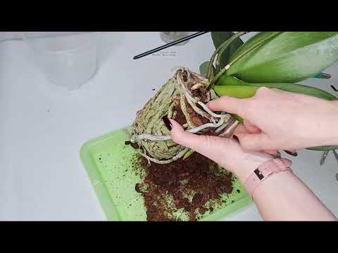 Blühende Orchidee umpflanzen