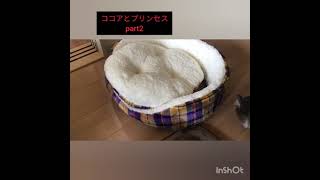 ひょっとして仲良し?!ココアとプリンセス
