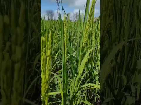 plantação de arroz  no meu Maranhão localidade Canadá município de matoes