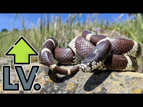 How You Can Level Up as a Reptile Keeper