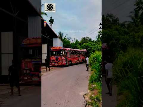 SLTB Point Pedro King Beautiful Ashok Leyland Bus #ashokleyland #srilanka #bus
