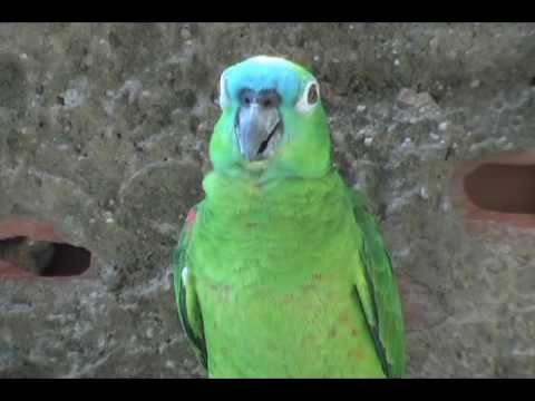 Papagaio Precioso Lopes Cavalcante - PI Cantando Hino do Flamengo