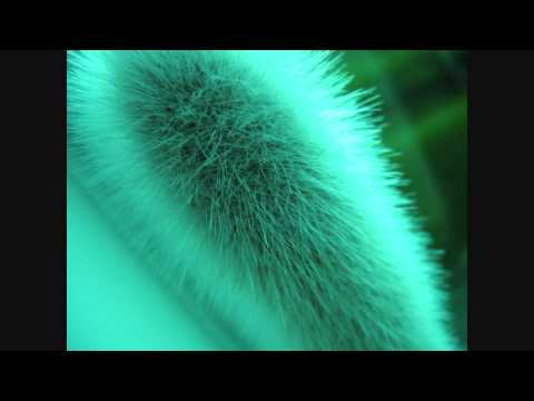 Daan - Fuzzy [studio version - HQ]