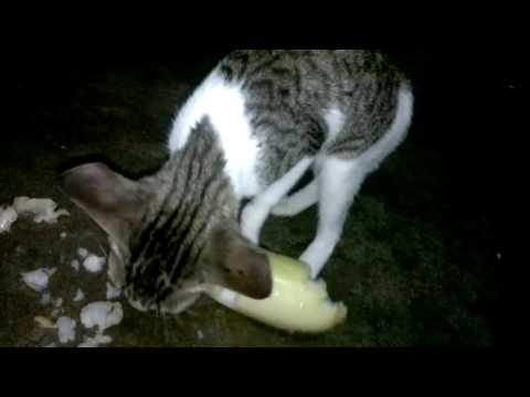 Chumki Eating Cucumber