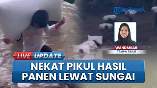 Potret Miris Petani Bone, Seberangi Sungai Setinggi Leher Tanpa Jembatan demi Pikul Hasil Panen