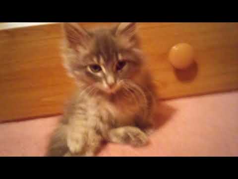 Please Help, Kitten Ibuprofen Poisoning!!!!!