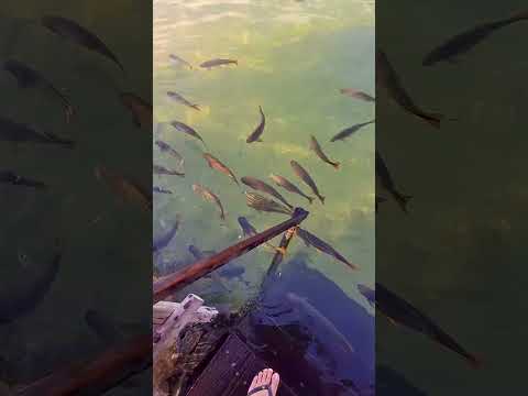 Balneário Municipal - Bonito, Mato Grosso do Sul #balneáriomunicipal #bonitoms #matogrossodosul #ms