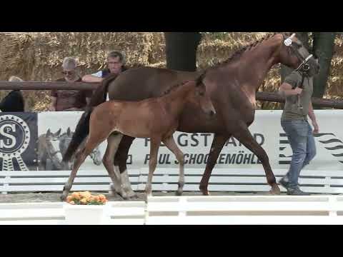 John, Dynamic Dream-Vitalis-Donnerhall