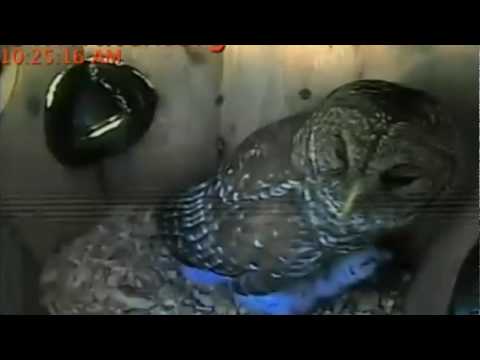 Owlwatch Barred Owls, Mom feeding owlet 2018 01 16 164058