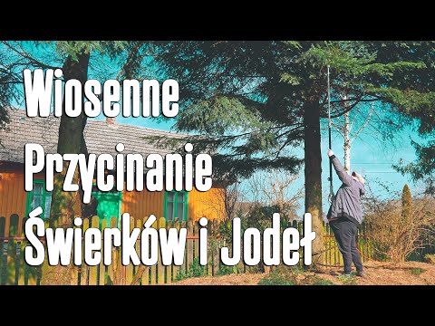 [BorowyOgród VL_024] Jak przycinam Świerki i Jodły | #ogród #przedwiośnie #drzewa #marzec