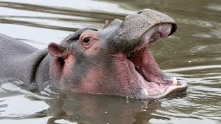What Does a Hippo Say